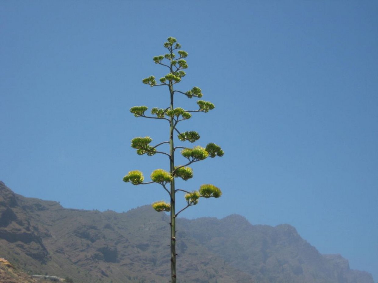 Bloemen en planten op La Palma; Agave in bloei op La Palma.