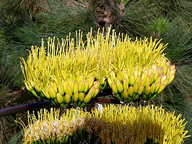 Agave in bloei - Vakantiehuis op La Palma