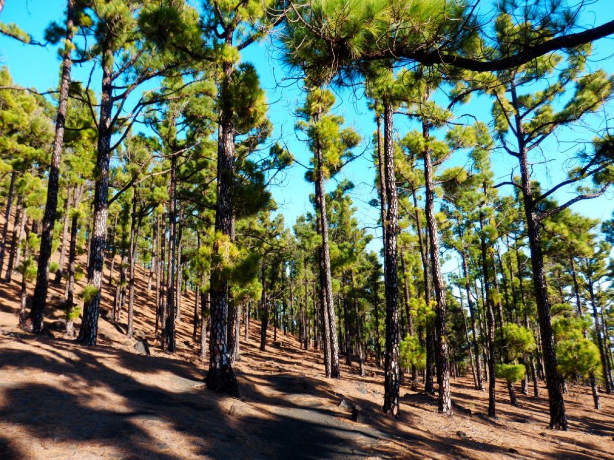 Montaña del Fuego doet haar naam eer aan. Veel geblakerde pijnbomen.