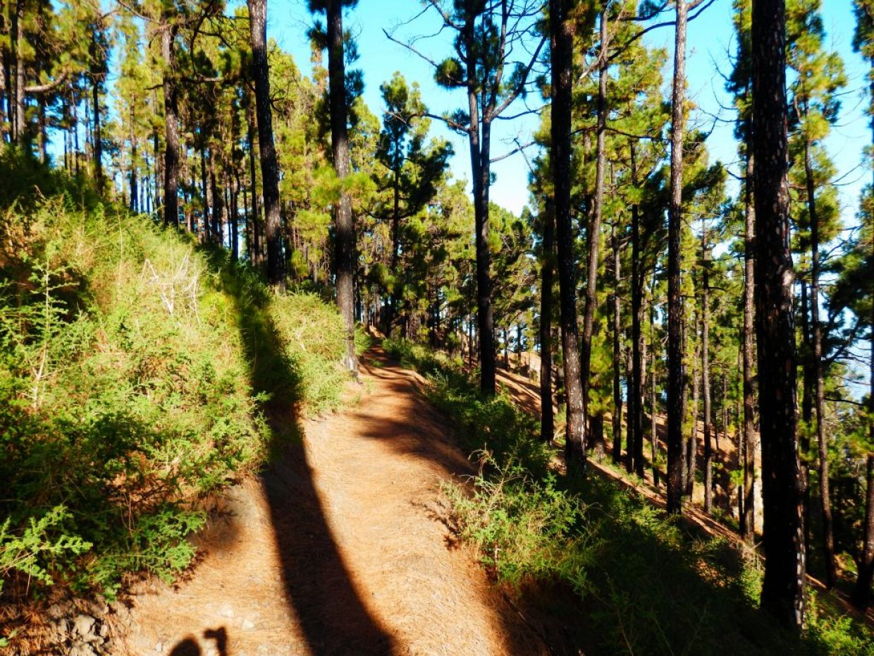 Voorzichtig komt er wat ondergroei langs het wandelpad uit de grond.