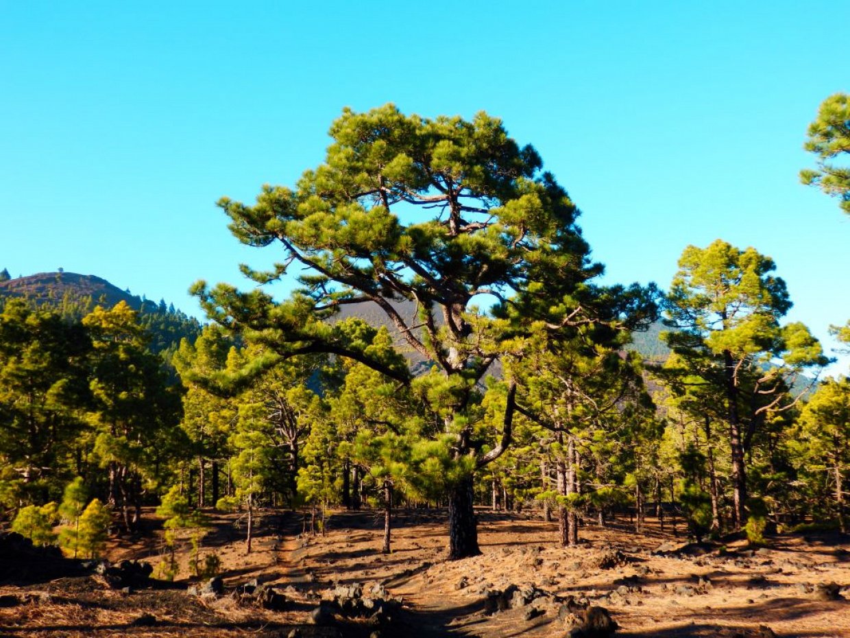 Rondwandeling Montaña del Fuego op La Palma.