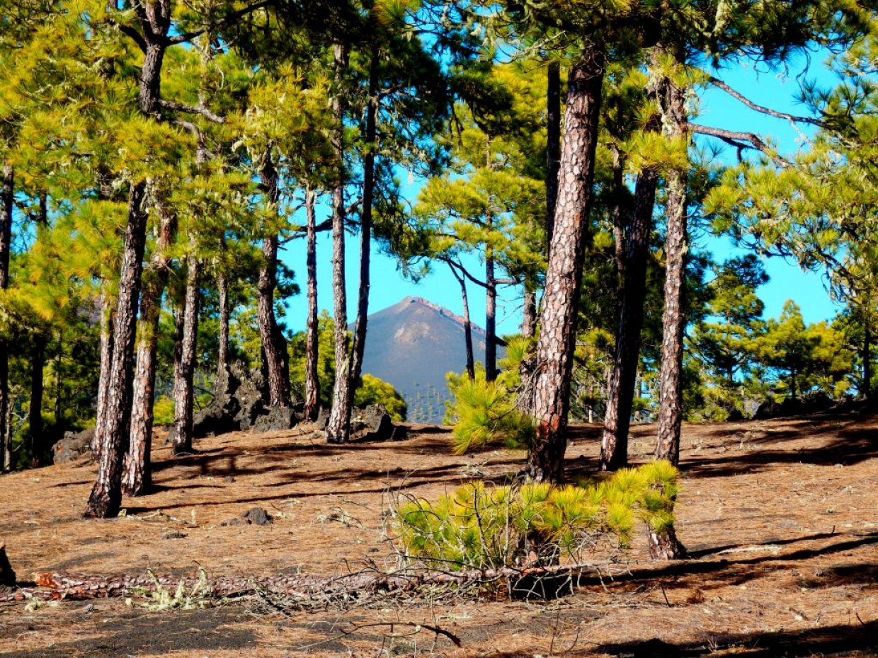 Tussen de pijnbomen is Vukaan Martin op La Palma zichtbaar.