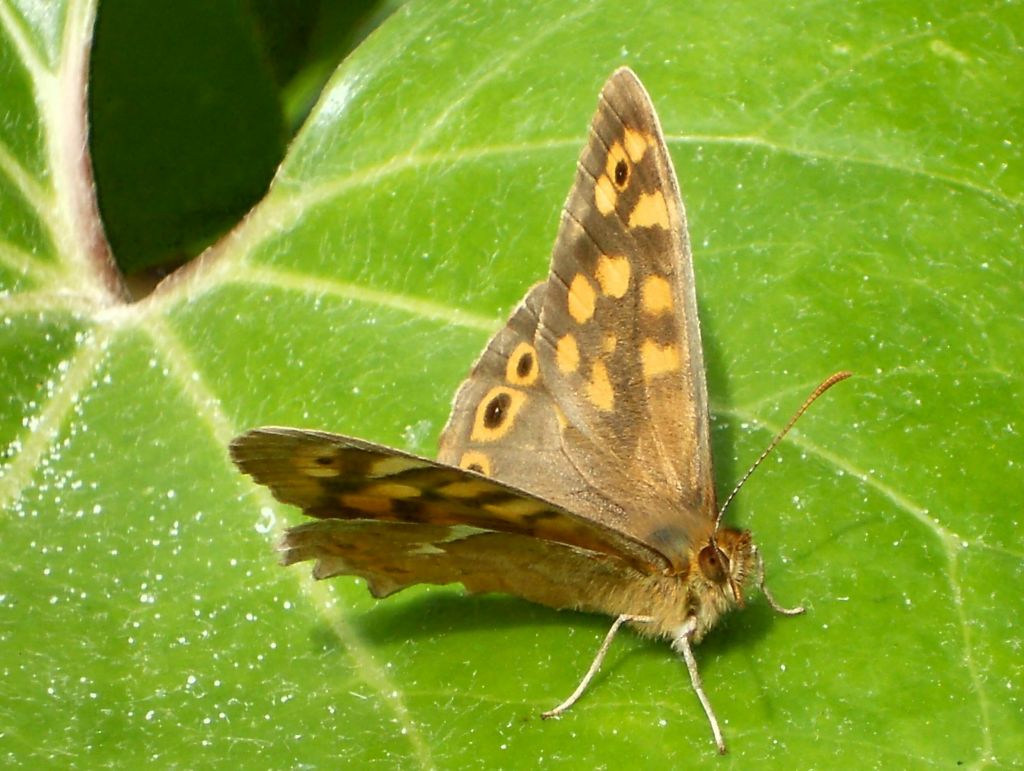 Vlinders op La Palma