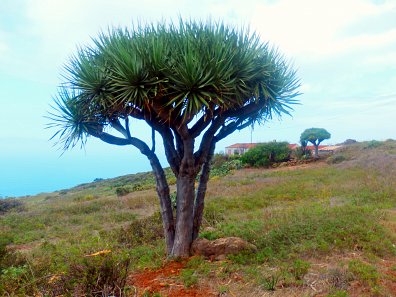 Drakenbloedbomen in Bosque Dragos El Palmar op La Palma